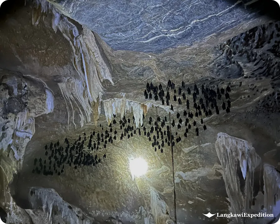 Hundreds of wild fruit bats roosting on the stalactite ceiling inside Bat Cave Langkawi