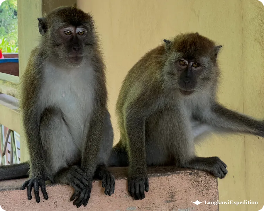 Pair of native wild macaque monkeys resting on a ledge in Kilim Geoforest Park